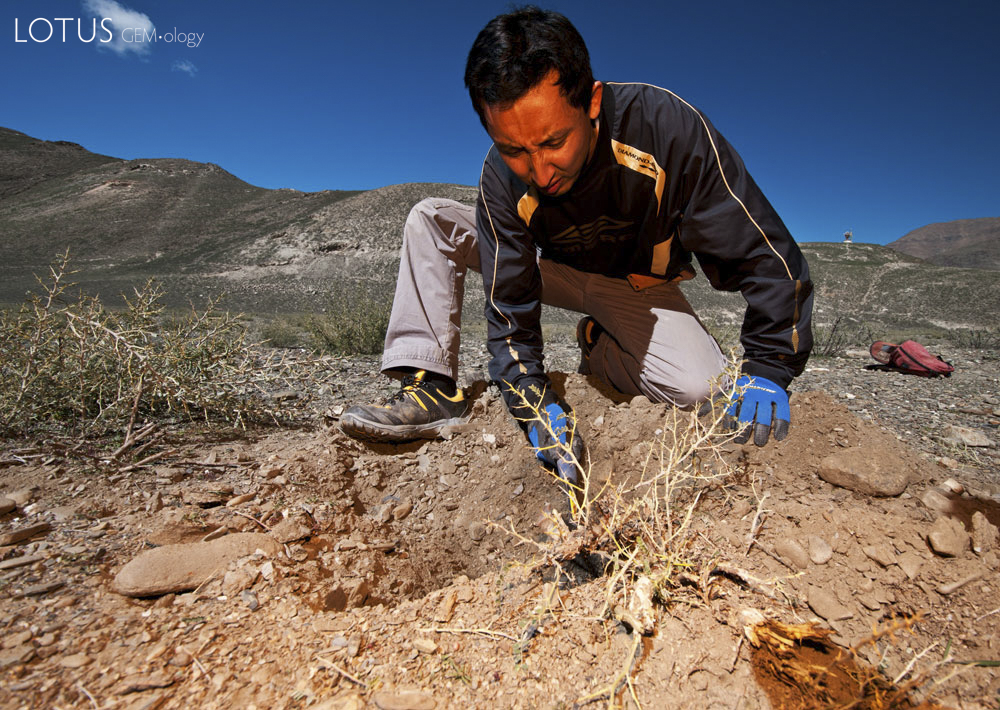Figure 9. Ahmadjan Abduriyim carefully excavating beneath a bush in lower Yu Lin Gu valley, near Zha Lin village in Tibet's andesine mining district. While many were skeptical of the existence of Tibet's andesine mines, the andesines found under this bush proved beyond doubt that the mines are genuine. Photo: Richard W. Hughes