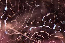 Spinel with maze-like fingerprint.