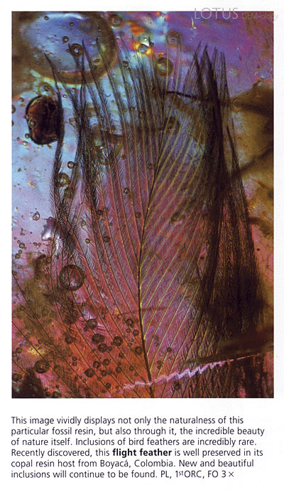 A feather for our thoughts. Fossil resin, page 812.