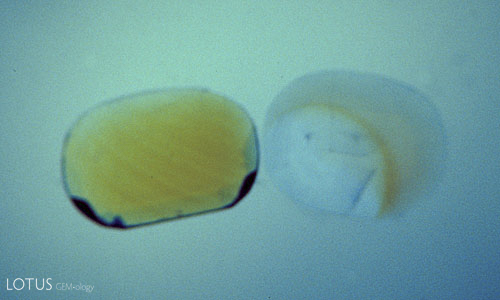 Figure 2. Scream in blue The same two yellow sapphires from Figure 1 immersed in di-iodomethane, but with a frosted blue filter beneath the immersion cell. Now the nature of the color zoning is extremely obvious. Photo: &copy; Richard W. Hughes