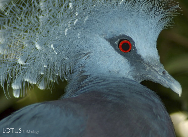 Pigeon&rsquo;s eye = pigeon&rsquo;s blood? Only your ornithologist knows for sure. &copy;iStockPhoto