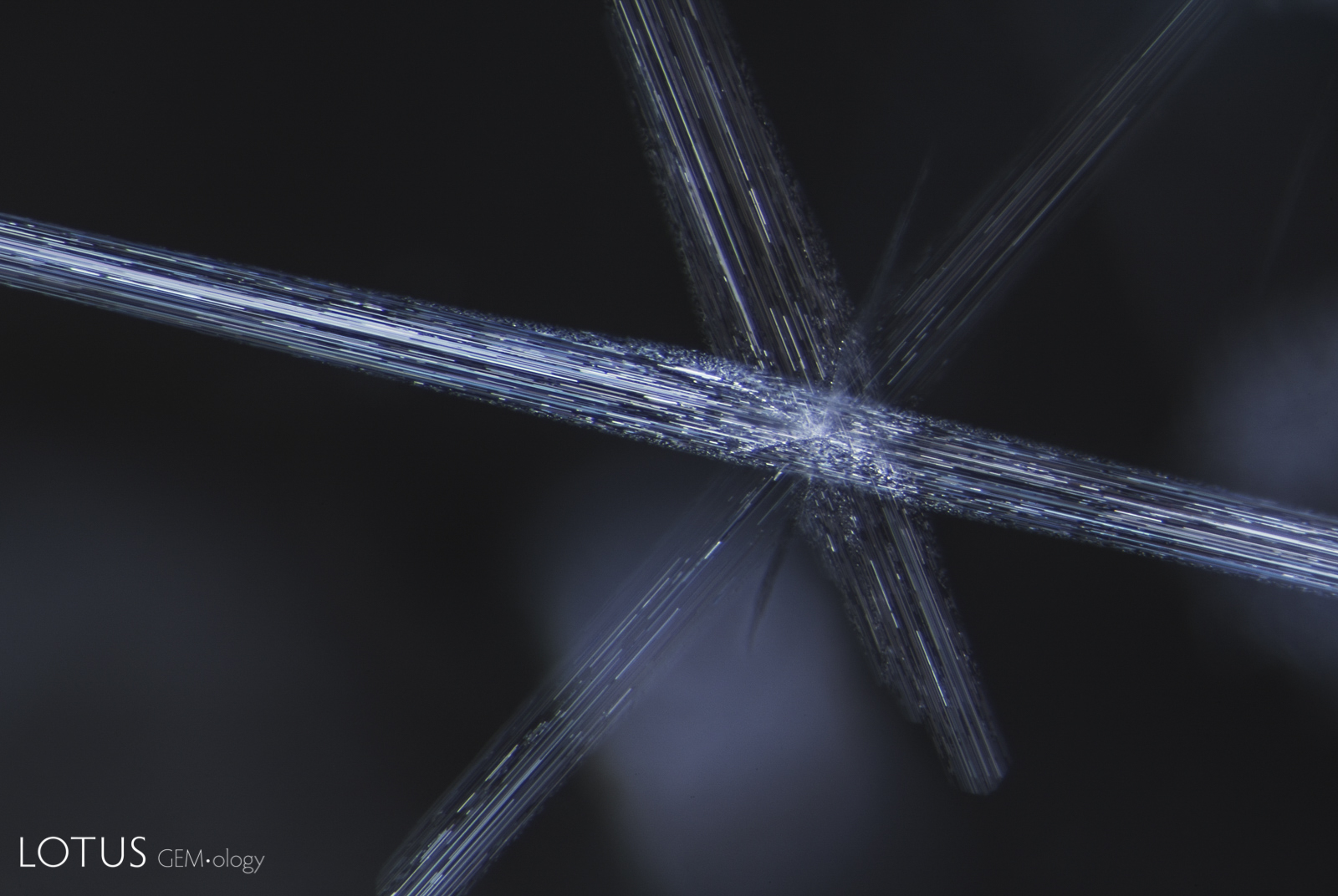 Stellate dislocations, Vietnam. Photo: E. Billie Hughes