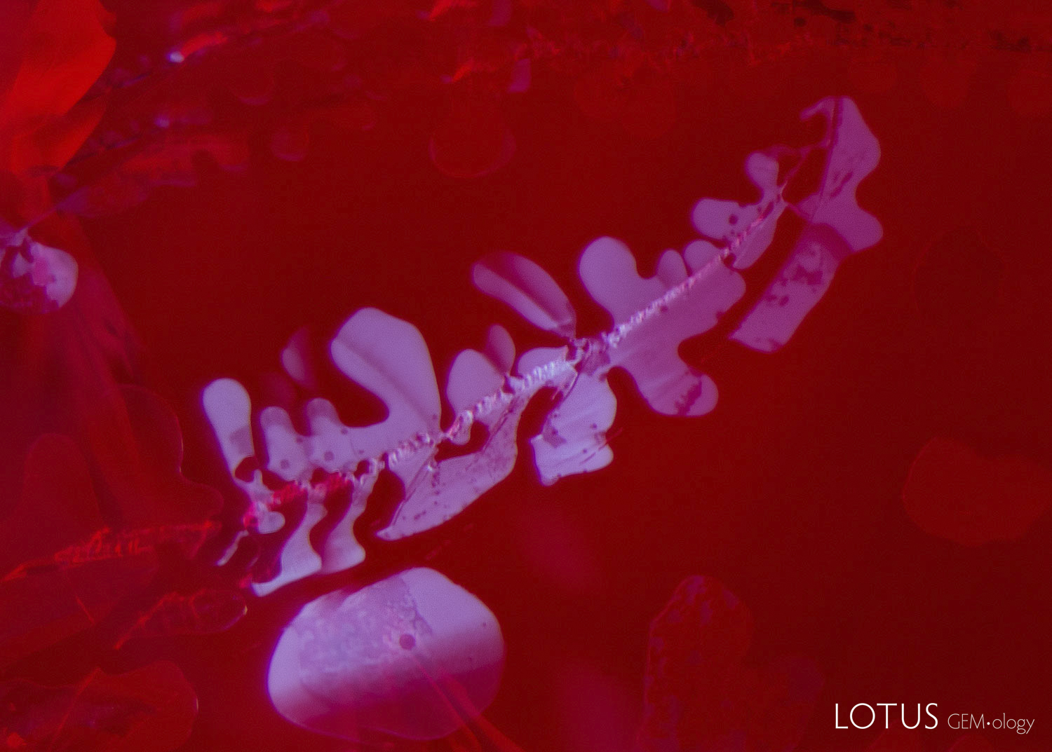 The use of the long-wave UV torch illuminates the glass filling in the fissure, so the dendritic pattern is much more visible. The chalky appearance of the filler stands out against the red fluorescence of the ruby.