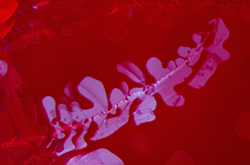 Detecting Corundum Fillers with the Long-Wave UV Torch