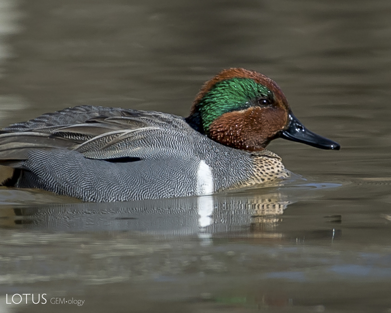 The vibrant blue-green feathers around the eye of the teak duck are the origin of the teal color.