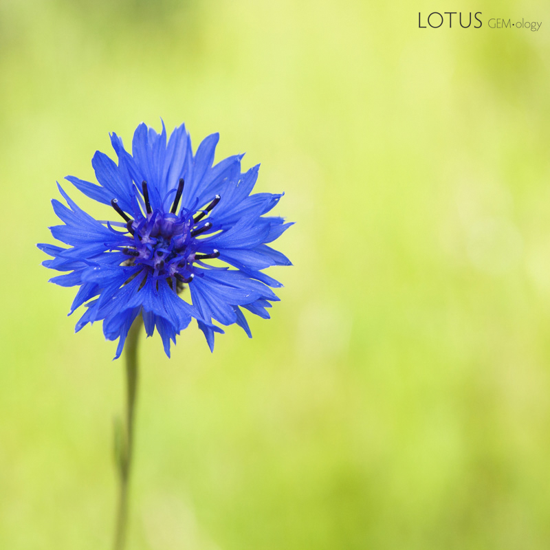 Cornflower