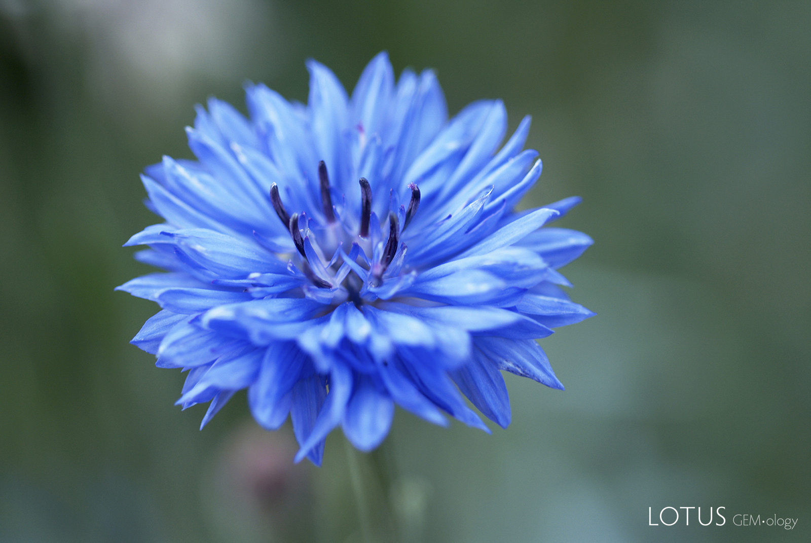 Cornflower