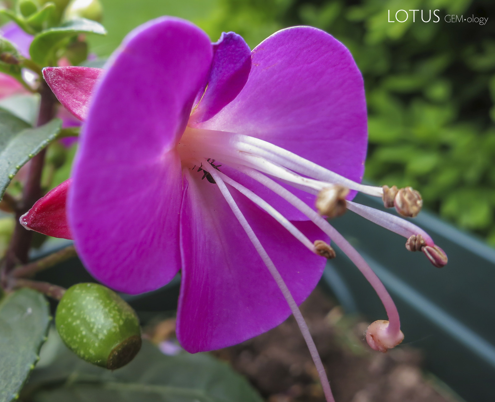 Fuchsia Flower