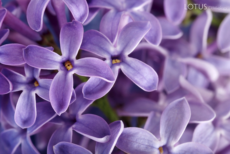 Lilac flowers