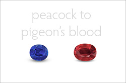 From Peacock to Pigeon's Blood: Deconstructing Lotus Color Types