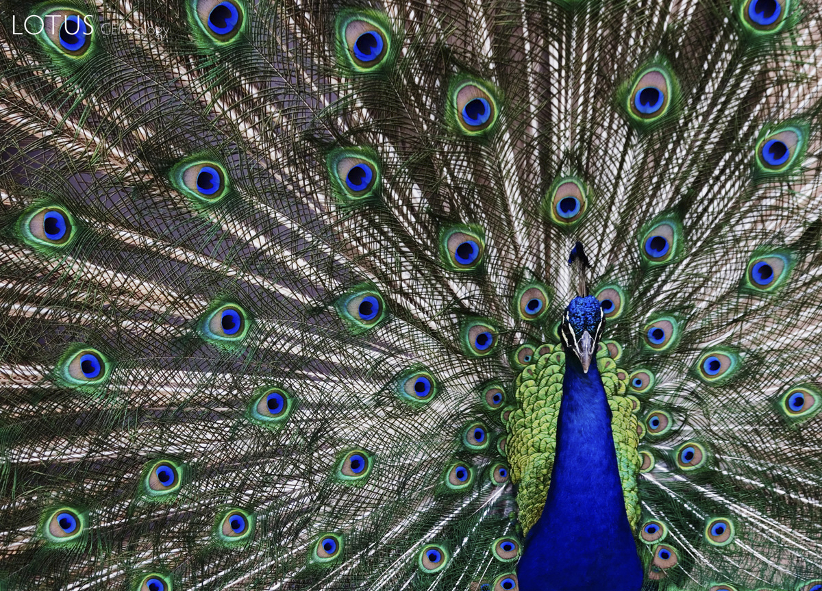 Fine blue sapphires from Sri Lanka are often compared to the color of the peacock's neck or tail feathers. Click on the photos for larger images.