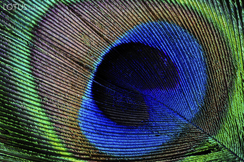 Fine blue sapphires from Sri Lanka are often compared to the color of the peacock's neck or tail feathers. Click on the photos for larger images.