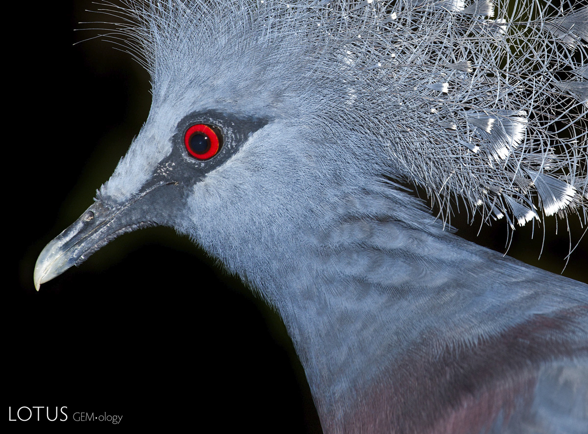 The pigeon's blood color is sometimes compared to the color of a live pigeon's eye. Click on the photo for a larger image.