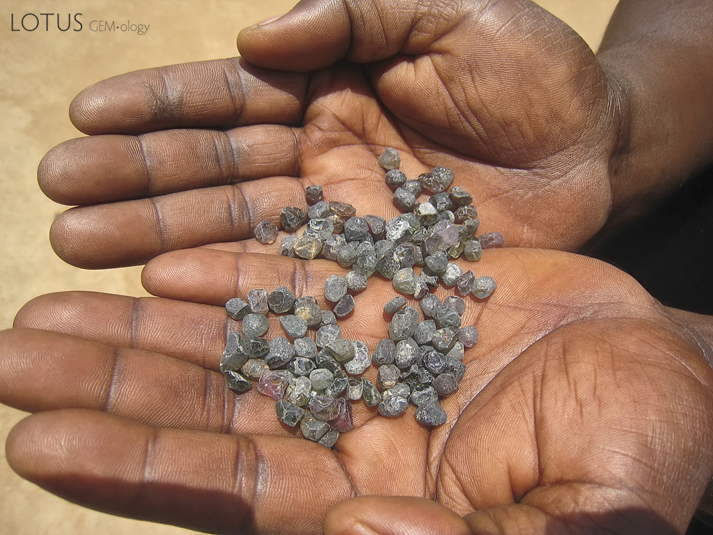 Rough Songea sapphire. Songea stones tend to be grayish green in color, with the occasional purple and yellow stone, along with some ruby. Most of this material is destined for beryllium treatment. Photo: Richard W. Hughes