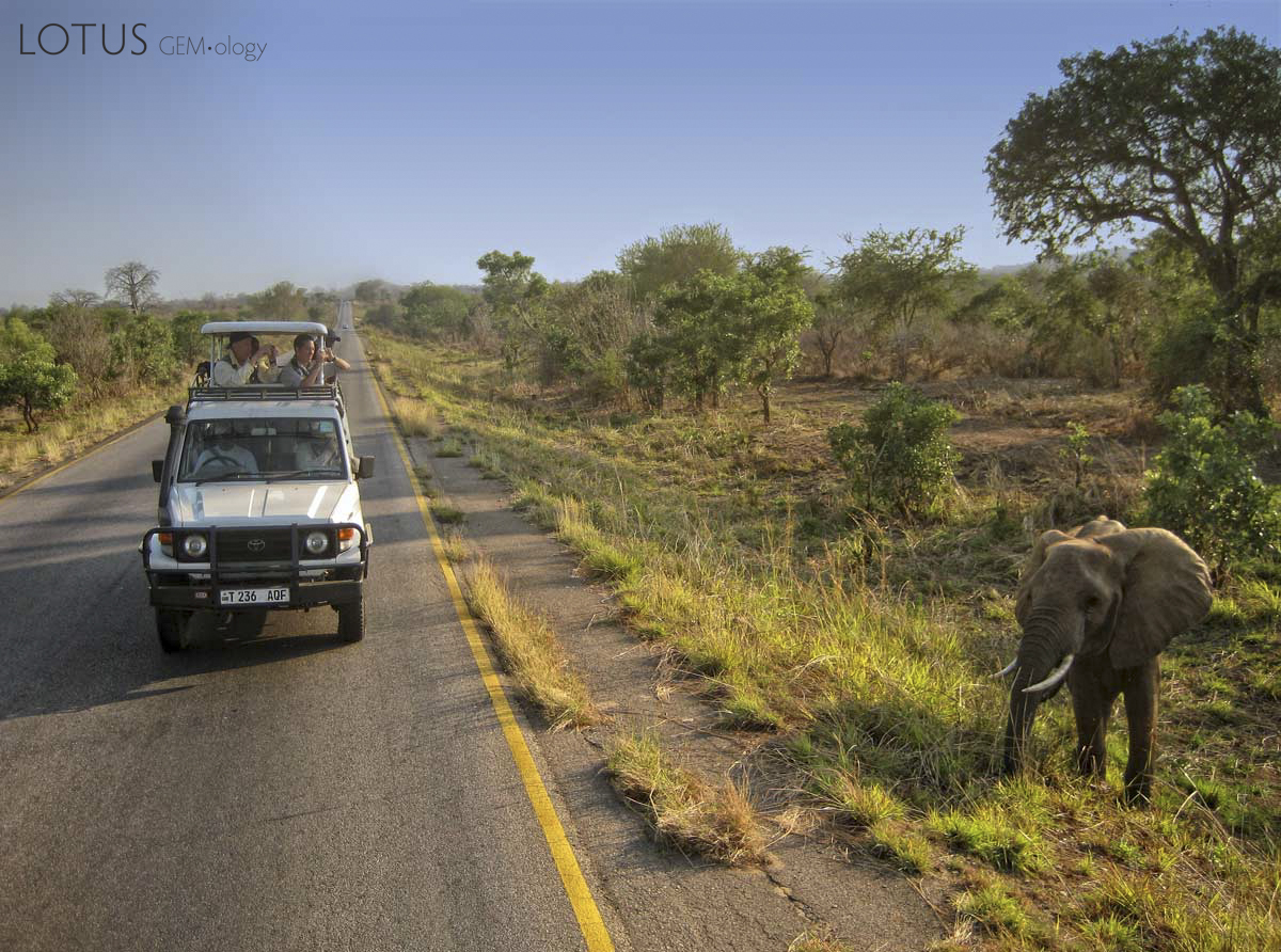 An elephant in the Mikumi National Park, along the road to Mahenge. Photo: Michael Rogers