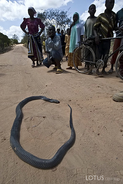 A black mamba in Tanzania's Tunduru district, just past its expiry date. Photo &copy; Richard W. Hughes