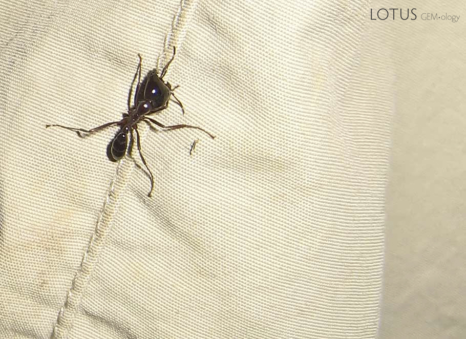 The safari ant (Dorylus) is a particularly pernicious pest. This example is making a bee-line for RWH's gonads. Photo &copy; Richard W. Hughes