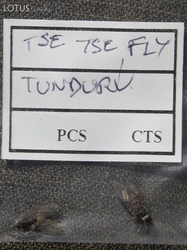 VLT &ndash;Vicious Little Things. Tsetse flies collected in Tanzania's Tunduru district. Photo &copy; Vincent Pardieu