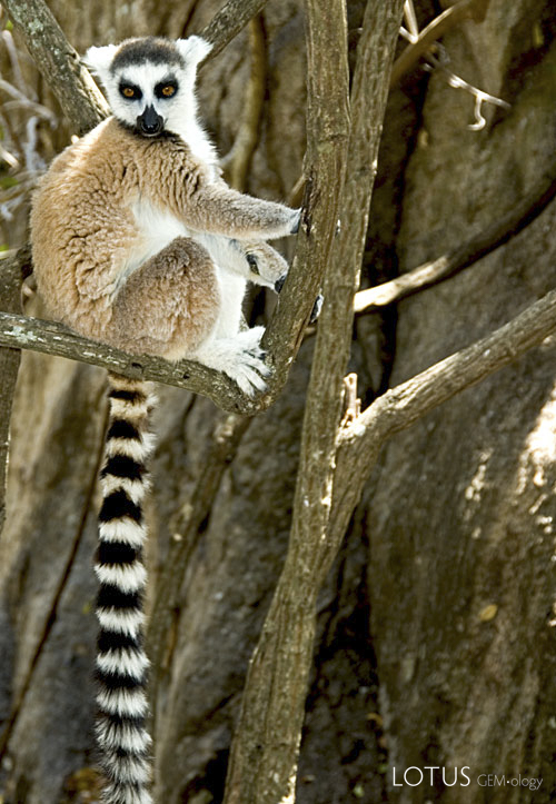 Madagascar is a wildlife wonderland, as the photo of the lemur above shows. Photo: Richard W. Hughes