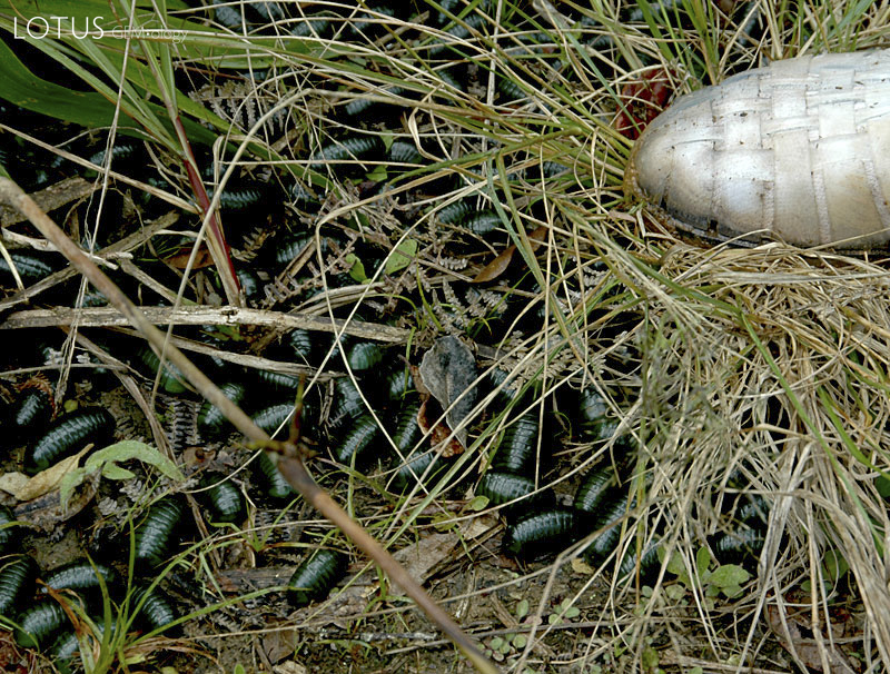 Large creepy-crawlies on the trail to Andrebabe. Photo: Richard W. Hughes