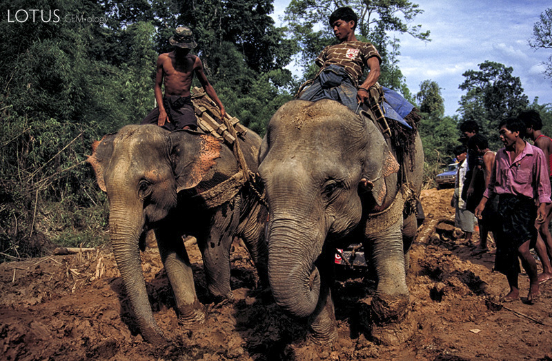 Andy Kaufman's paradise Elephants shriek and strain to pull a stranded truck from the mire of the Hopin-Hpakan road.