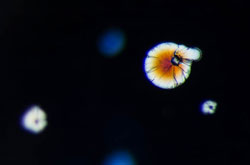 Gems & Gemology Lectures from Lotus Gemology